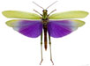 th.Titanacris_Albipes